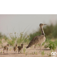 گونه هوبره Macqueenii Bustard